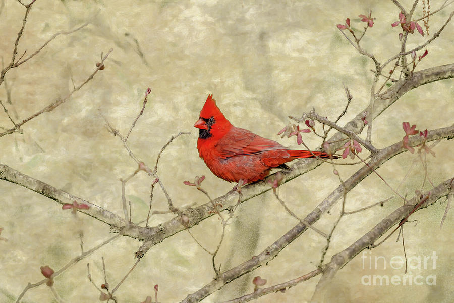 Cardinal in Tree Digital Art by Randy Steele