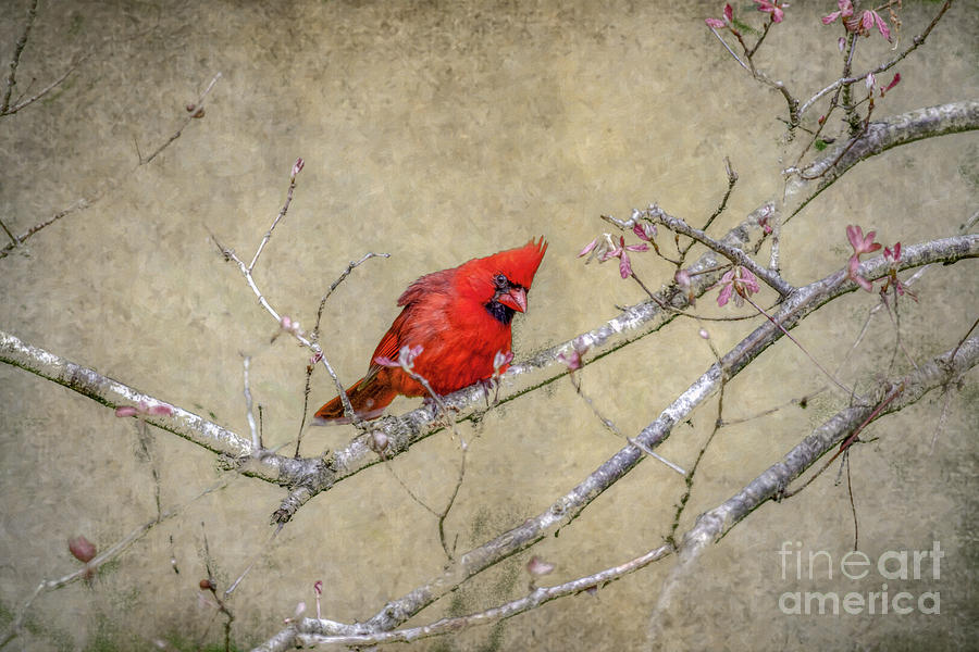 Cardinal in Tree Ver Two Digital Art by Randy Steele