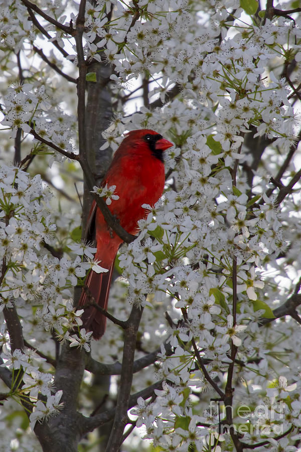 Cardinal in white blossoms Photograph by Barbara Bowen