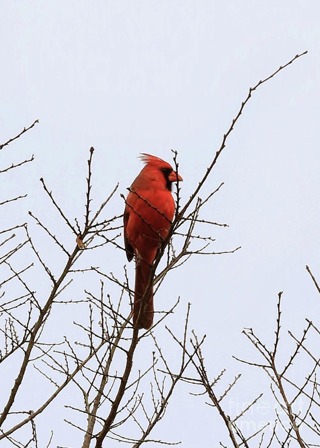 Cardinal in White in Winter Photograph by Carol Groenen