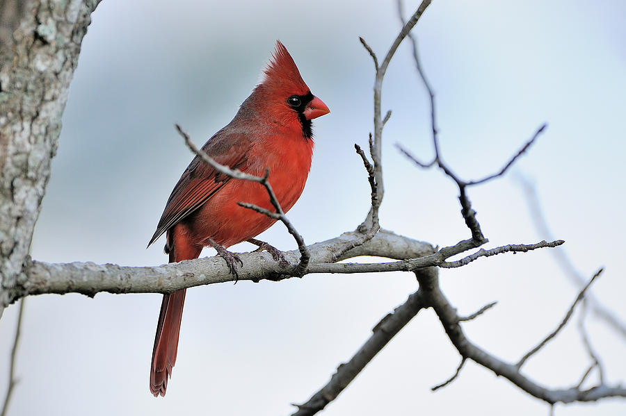 Cardinal in Winter Photograph by Bonnie Barry