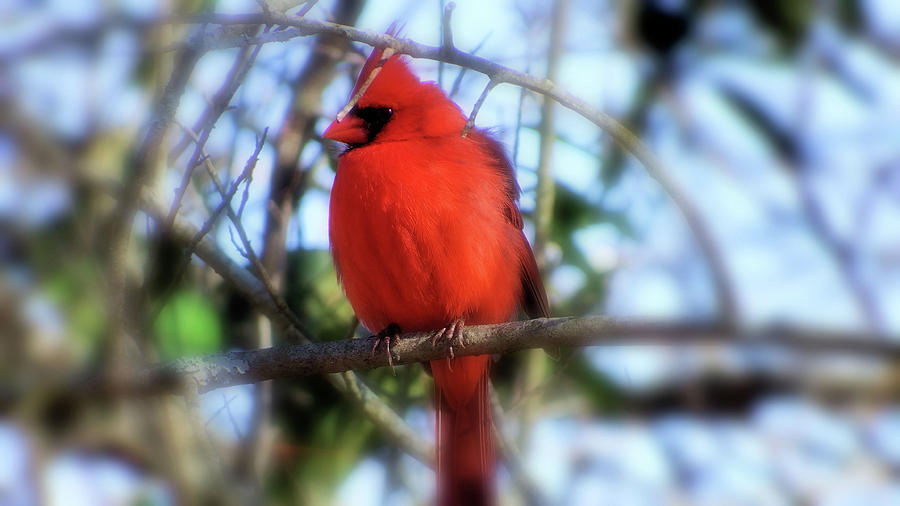Cardinal Photograph - Cardinal in Winter by Cathy Harper