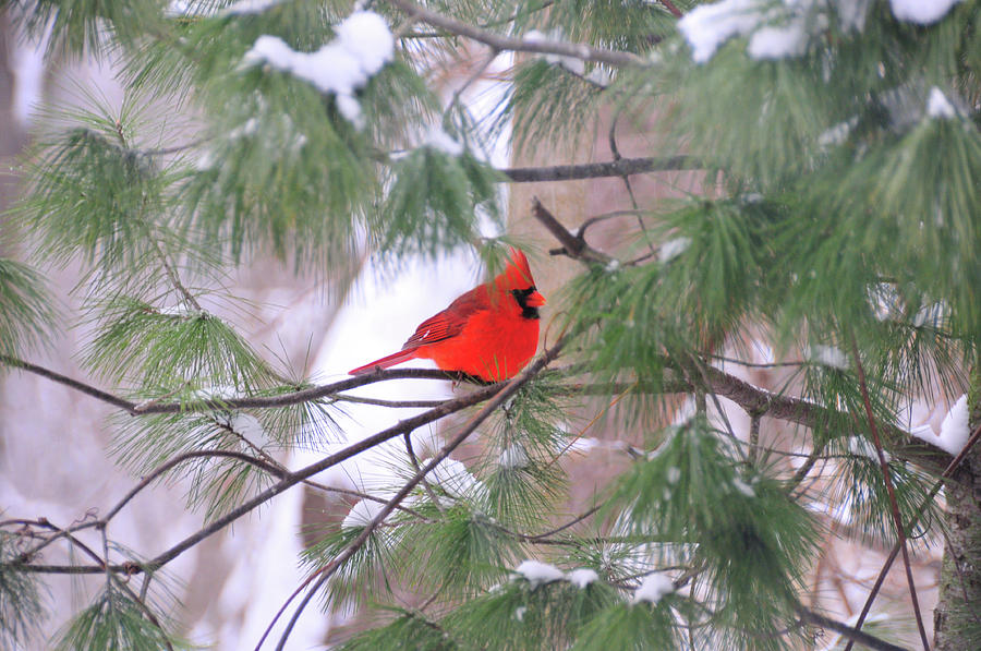 Cardinal in Winter Photograph by David Arment