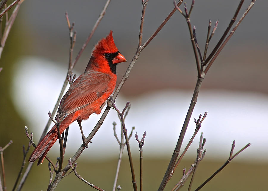 Cardinal in Winter Photograph by Donna Quante