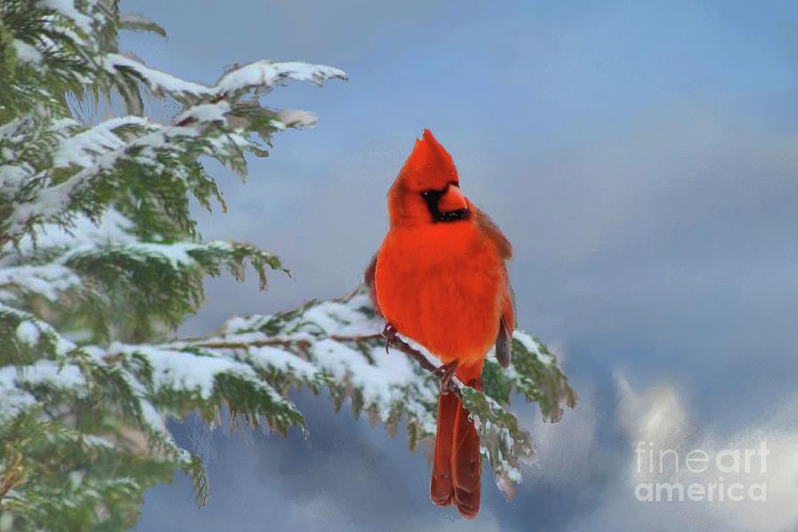 Cardinal in Winter II Photograph by Janette Boyd