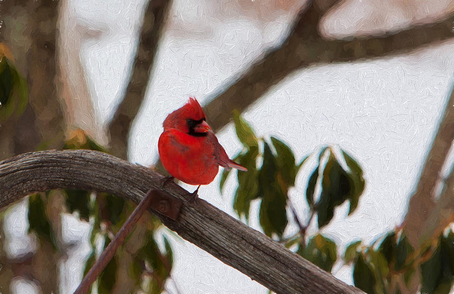 Cardinal Photograph - Cardinal in winter by Jeff Folger
