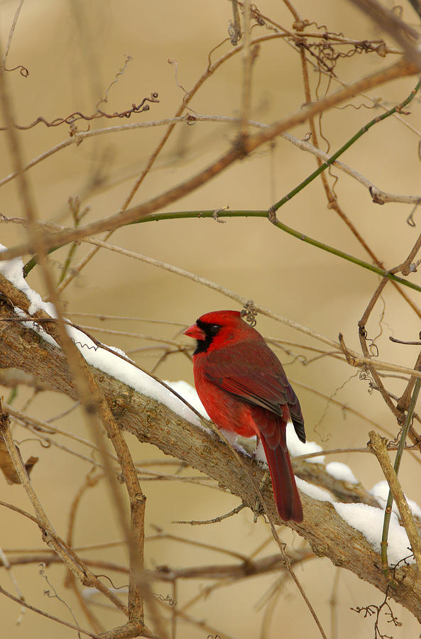Cardinal in Winter Photograph by John Harmon