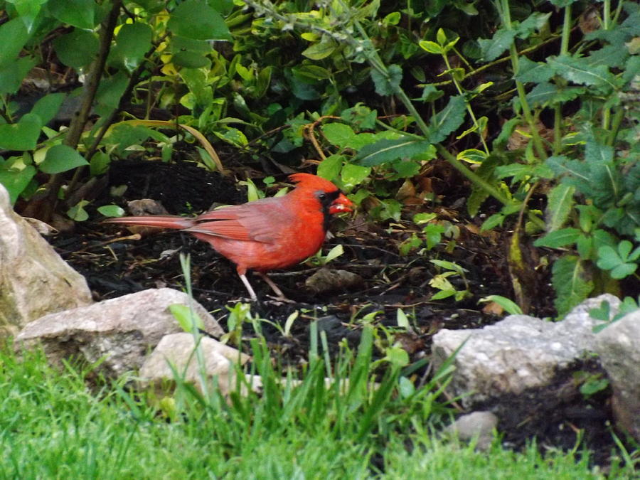 Cardinal Photograph by Jacqueline Whitcomb