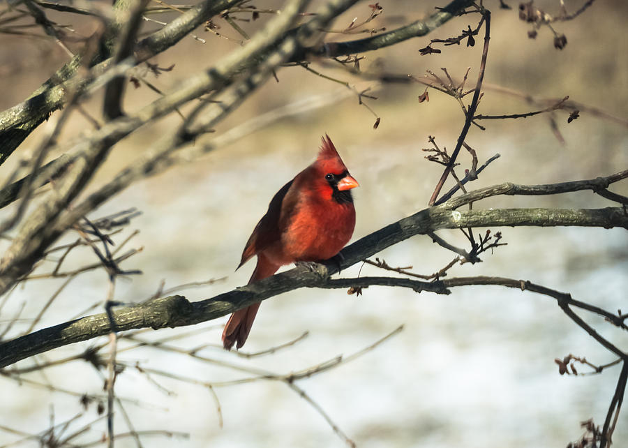 Cardinal   Photograph by Holden The Moment