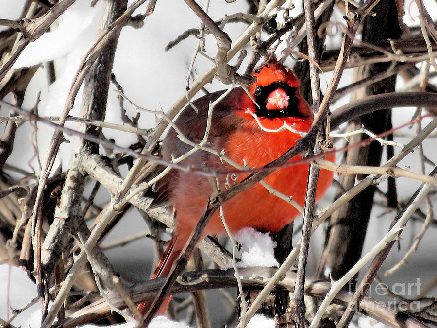 Cardinal  Photograph by Janice Drew