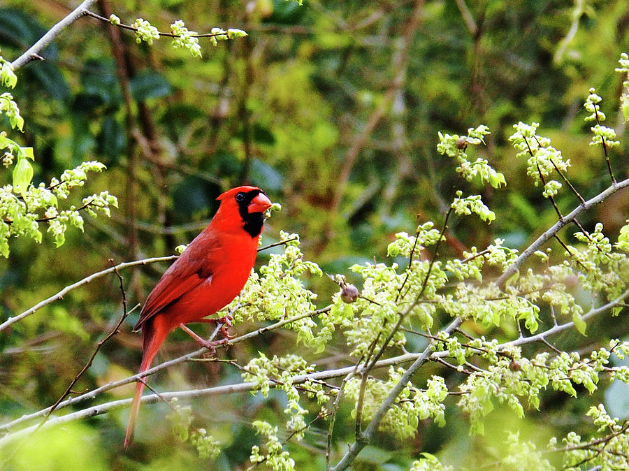 Cardinal Photograph by Jerry Connally