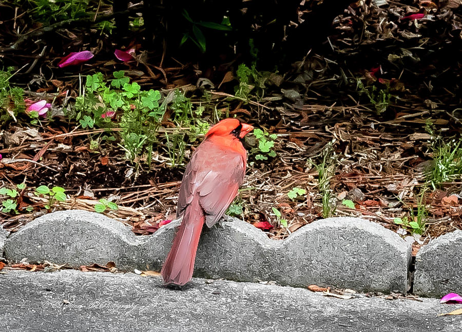 Cardinal just hanging out Digital Art by Ed Stines
