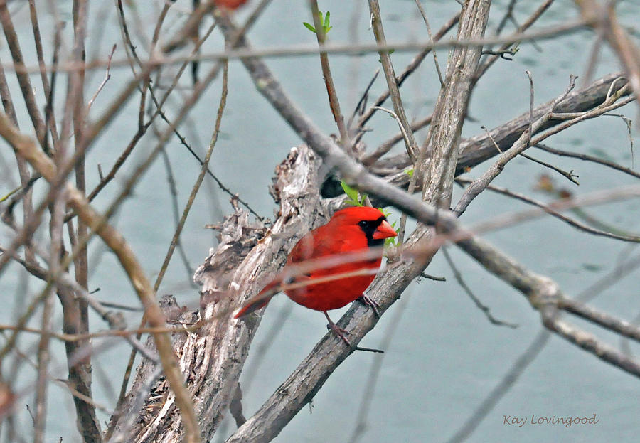 Cardinal Photograph by Kay Lovingood