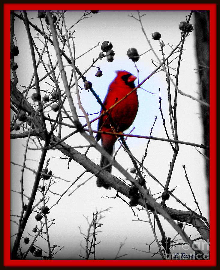 Cardinal Photograph by Leslie Revels