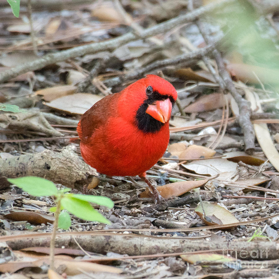 Cardinal Photograph by Lisa Manifold