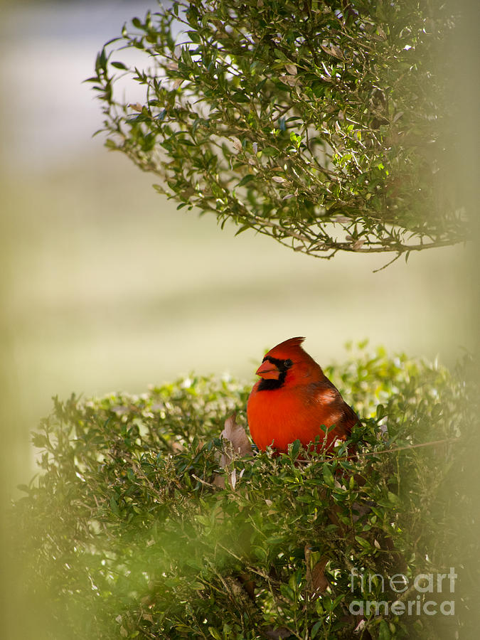 Cardinal Lookout Photograph by Rachel Morrison