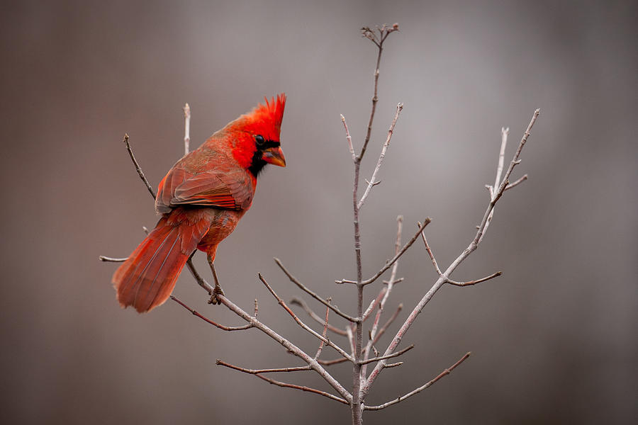 Cardinal Looks Back Photograph by Jeff Phillippi