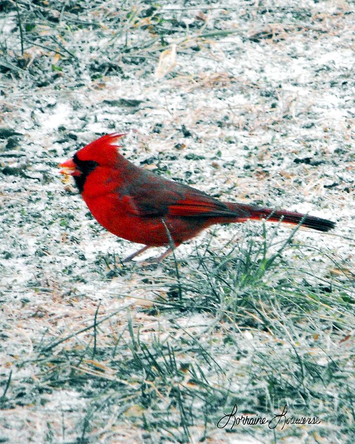 Bird Photograph - Cardinal by Lorraine Louwerse