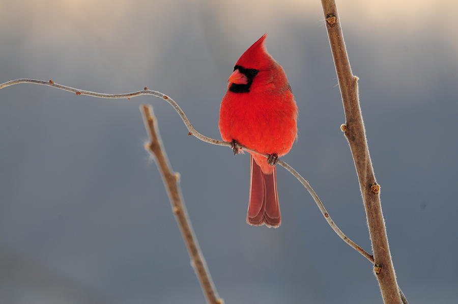 Cardinal Photograph by Mike Martin
