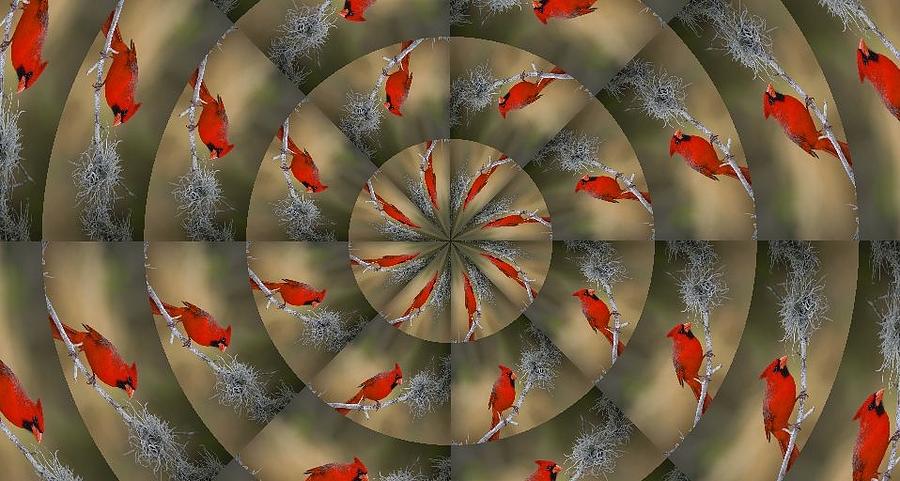 Cardinal Mystification Digital Art by Ee Photography
