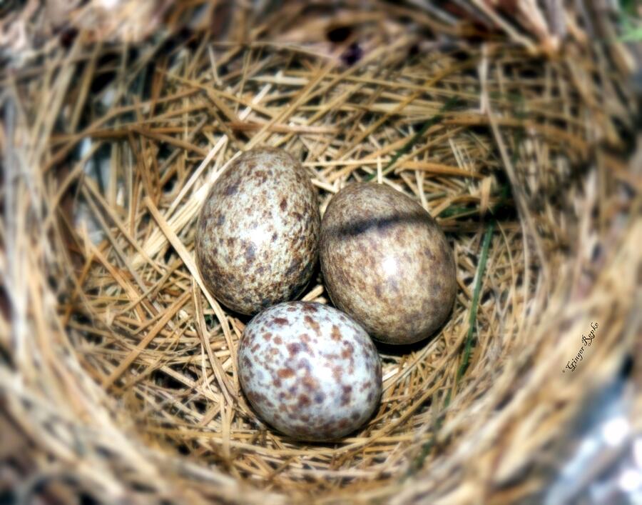 Cardinal Nest Photograph by Ginger Repke - Pixels