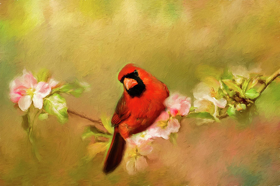 Cardinal of Spring Photograph by Darren Fisher
