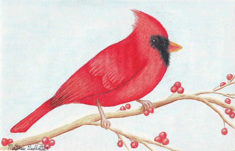 Cardinal On A Berry Tree Limb Drawing By Matthew Ledbetter