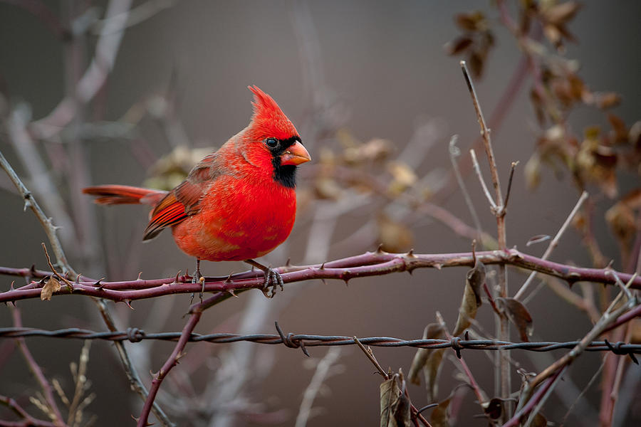 Cardinal on a Briar Photograph by Jeff Phillippi