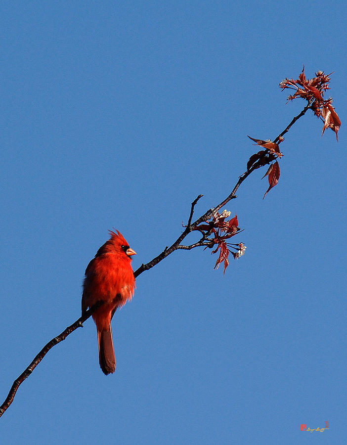 Cardinal on a Cherry Branch DSB033 Photograph by Gerry Gantt