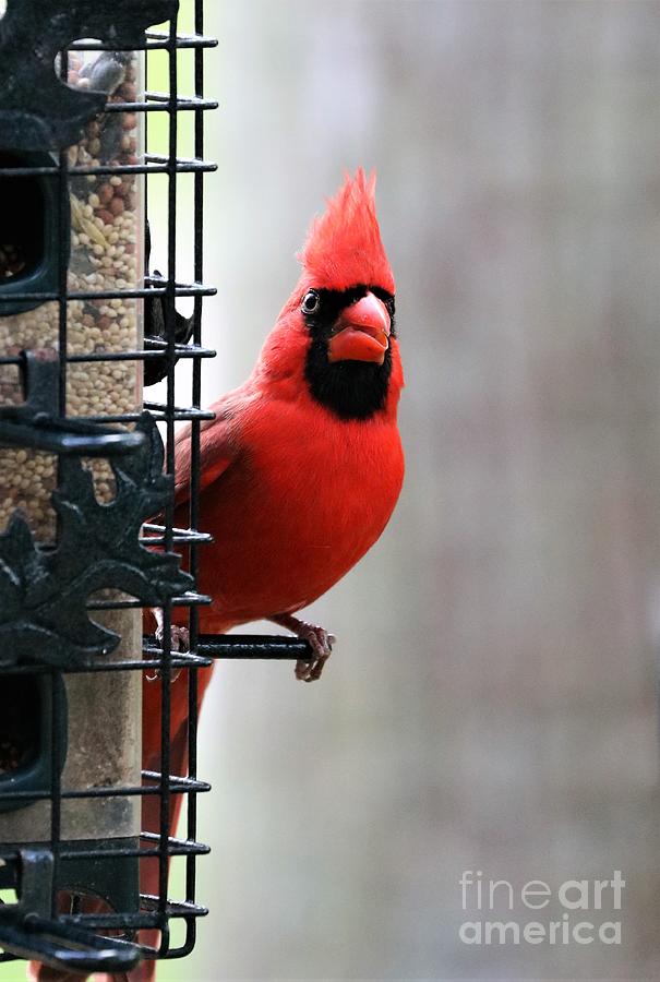 Cardinal On A Perch Photograph by Diann Fisher
