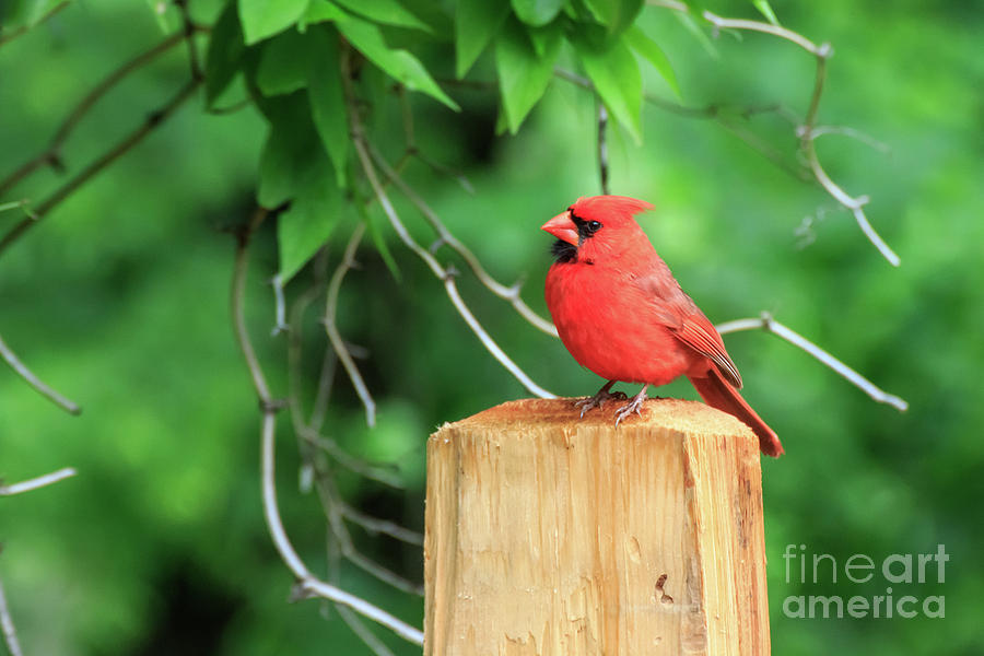 Cardinal on a Post #3 Photograph by Richard Smith