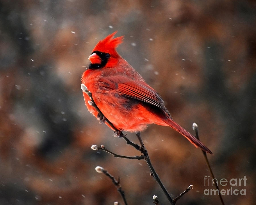 Cardinal On A Snowy Day Photograph by Catherine Sherman