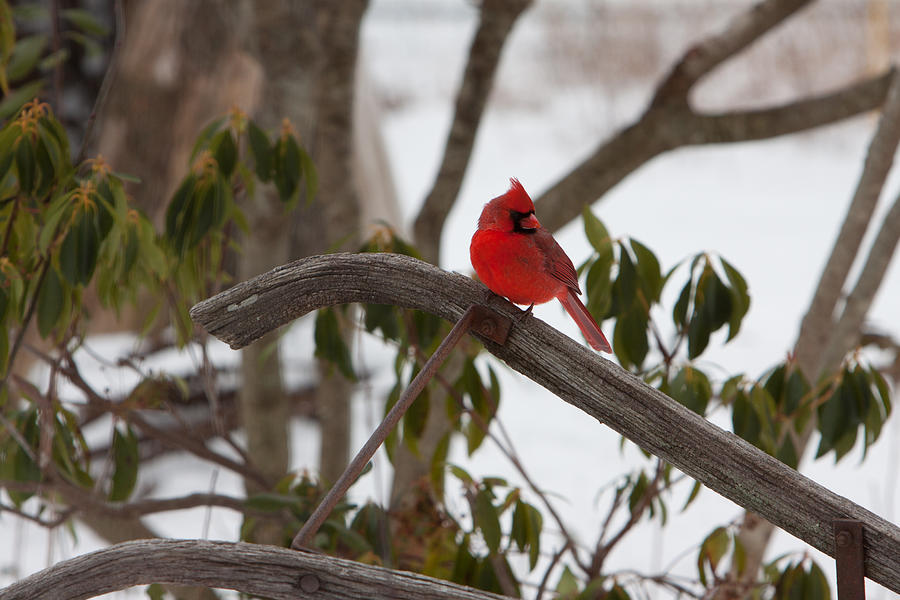 Cardinal on a snowy day Photograph by Jeff Folger