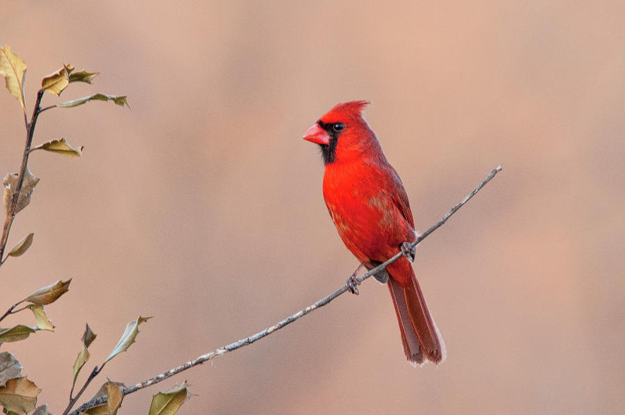 Cardinal on a Stick Photograph by Steve Stuller