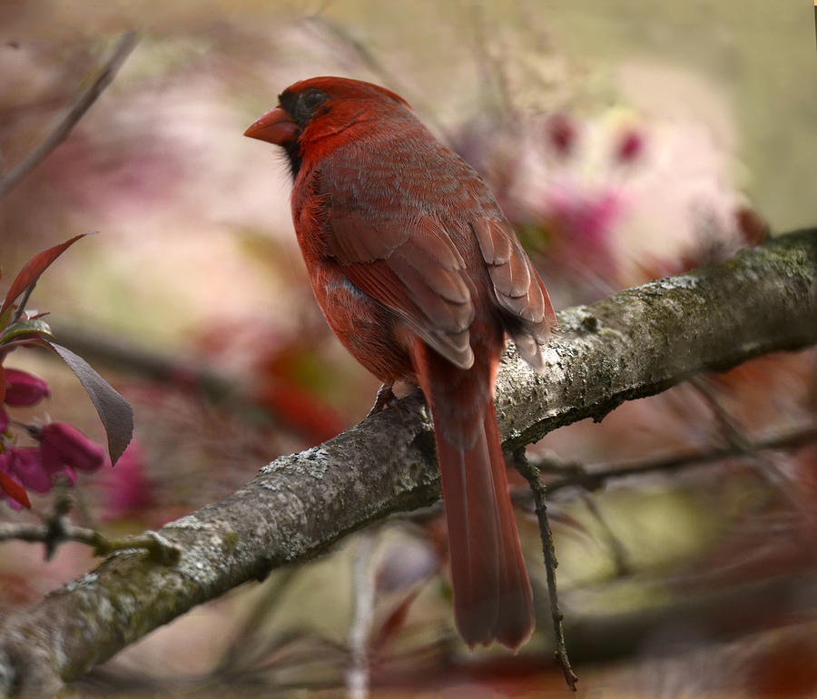 Cardinal on Blossoms Photograph by Ann Bridges