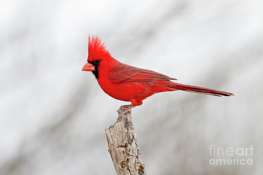 Cardinal on branch Photograph by Bryan Keil