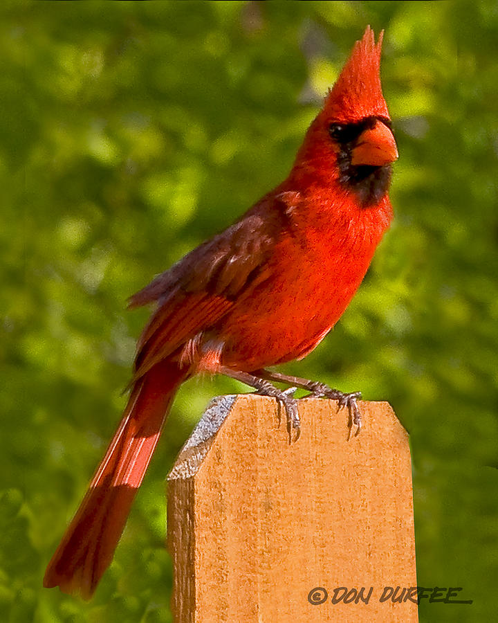 Cardinal On Fence Photograph by Don Durfee