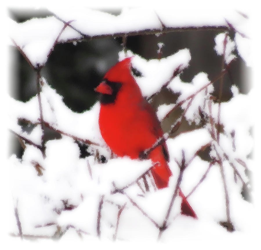 Cardinal on Fresh Snow - Bird - Brush Strokes Photograph by MTBobbins Photography