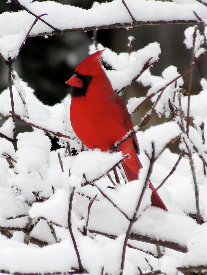 Cardinal on Fresh Snow Photograph by MTBobbins Photography