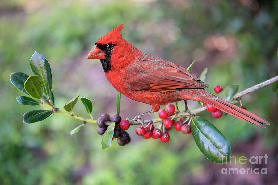 Cardinal on Holly Branch Photograph by Bonnie Barry