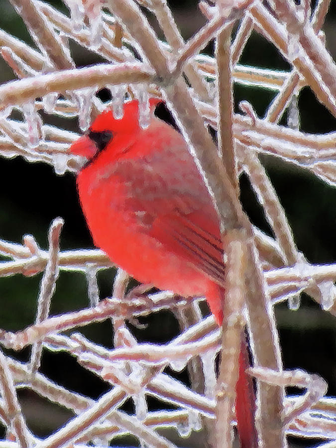 Cardinal on Ice - Brush Strokes - cropped Photograph by MTBobbins Photography