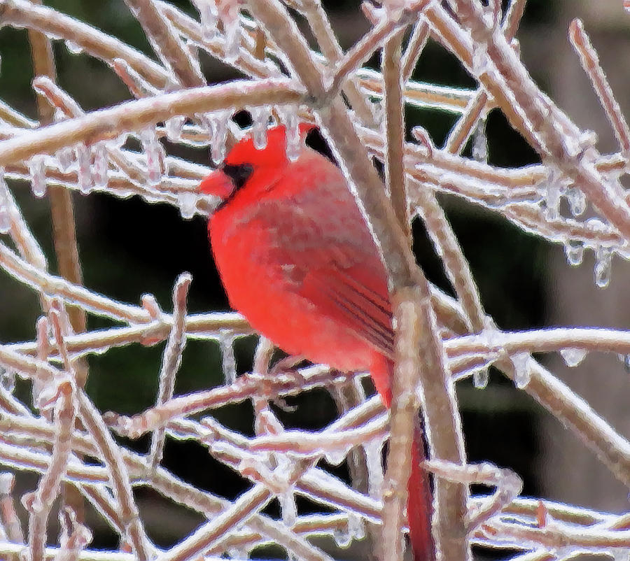 Cardinal on Ice - Brush Strokes Photograph by MTBobbins Photography