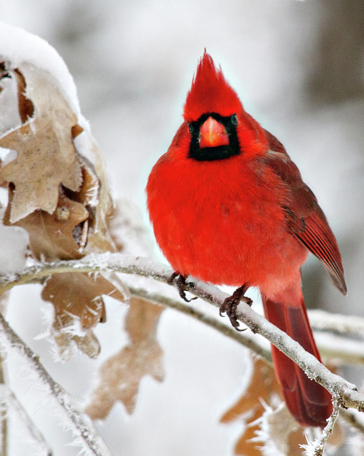 Animal Photograph - Cardinal On Ice by Lana Trussell
