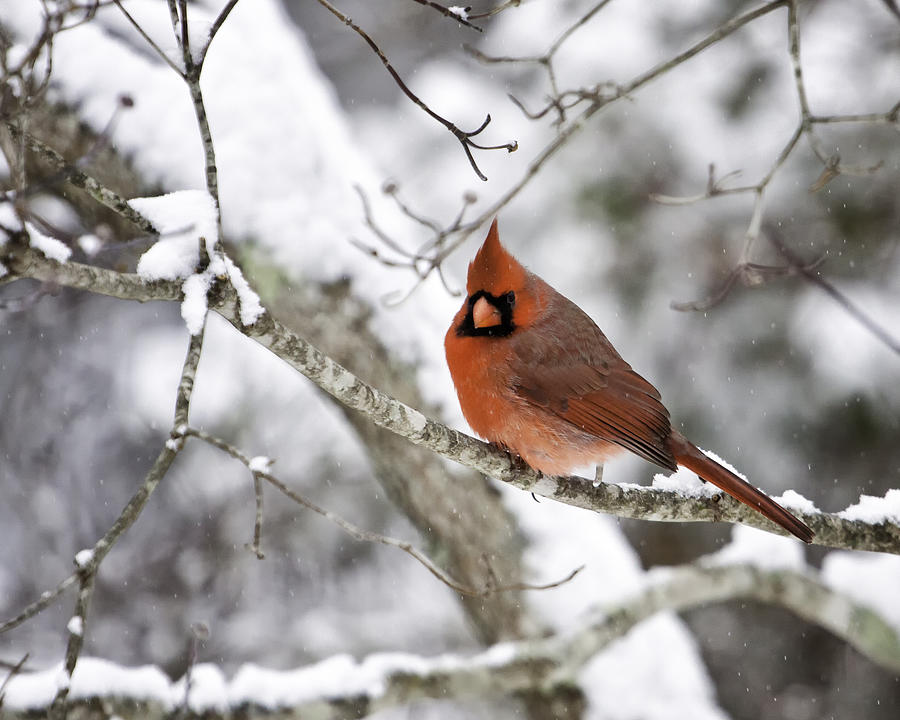 Cardinal Photograph - Cardinal on Snowy Branch by Rob Travis