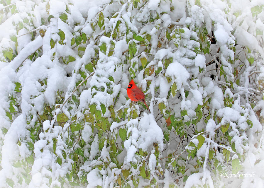 Cardinal on Snowy Shrub Photograph by PJQandFriends Photography
