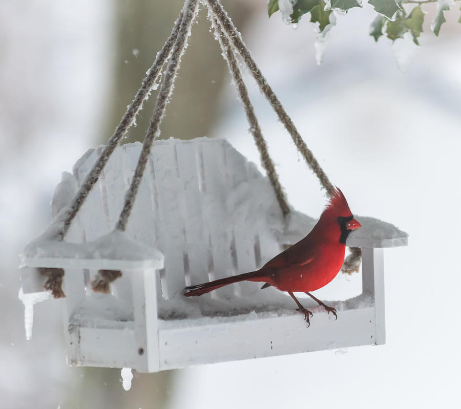 Cardinal on Swing in Snow Storm Photograph by Terry DeLuco