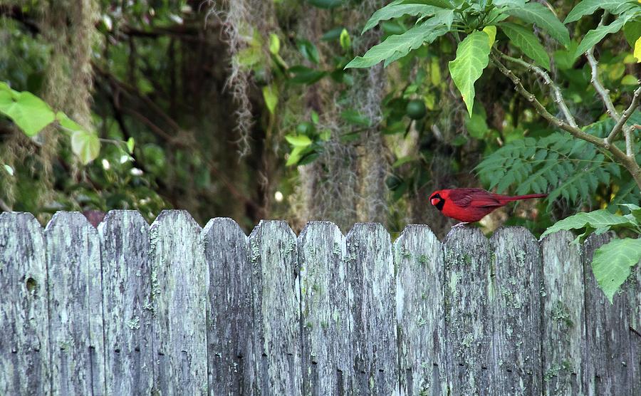 Cardinal on the Fence Photograph by Richard Rizzo