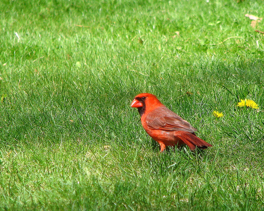 Cardinal on the Lawn Photograph by George Jones