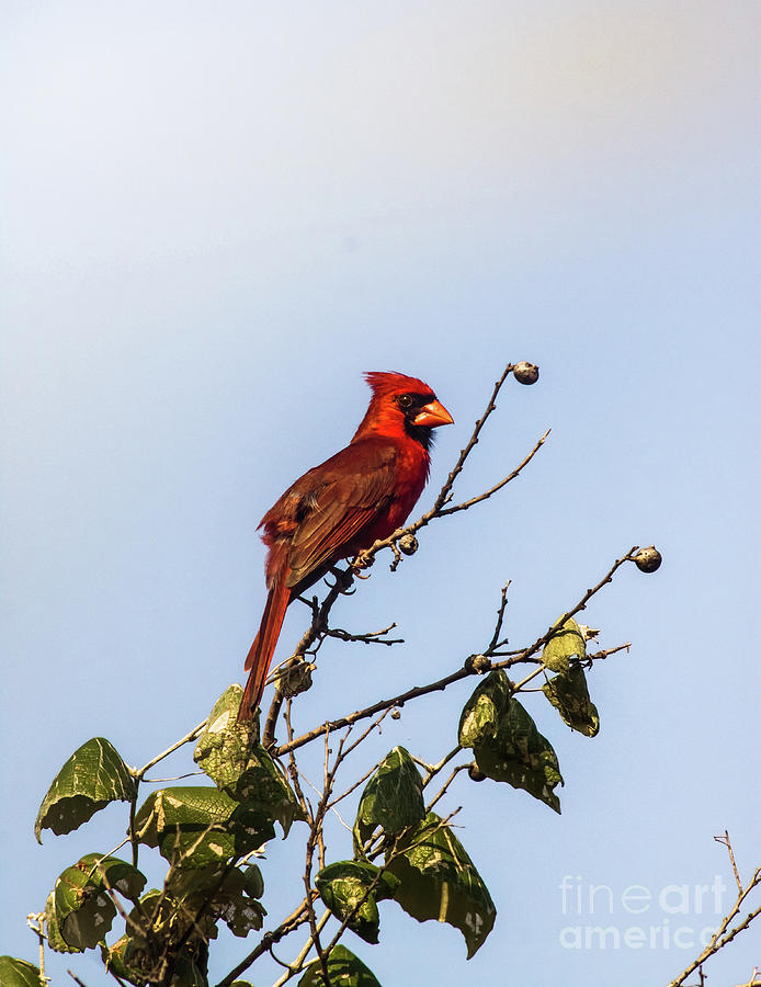 Cardinal On Treetop Photograph by Robert Frederick