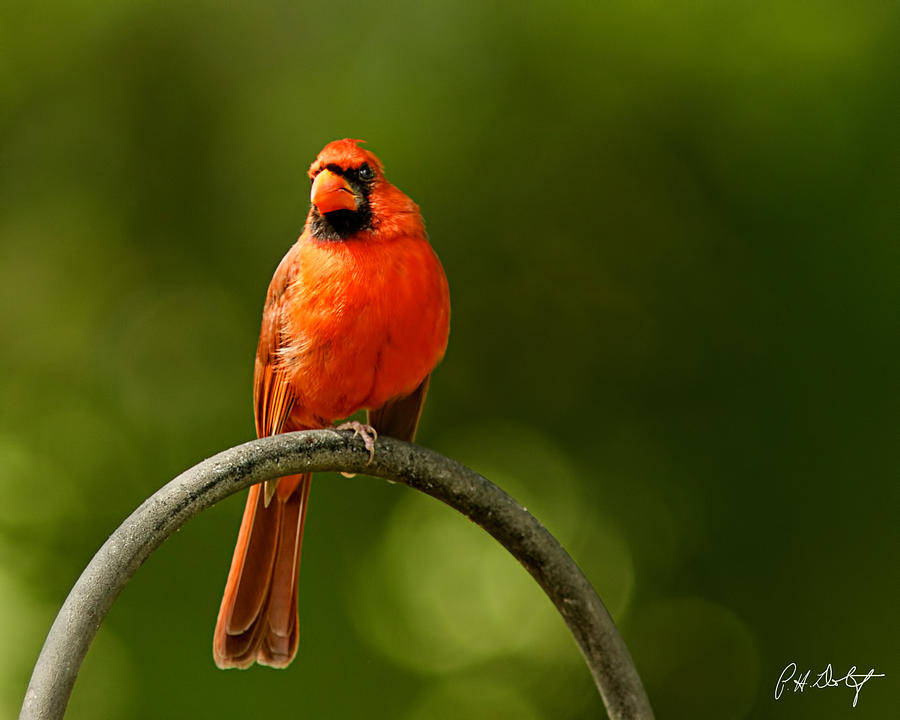 Bird Photograph - Cardinal On Watch by Phill Doherty